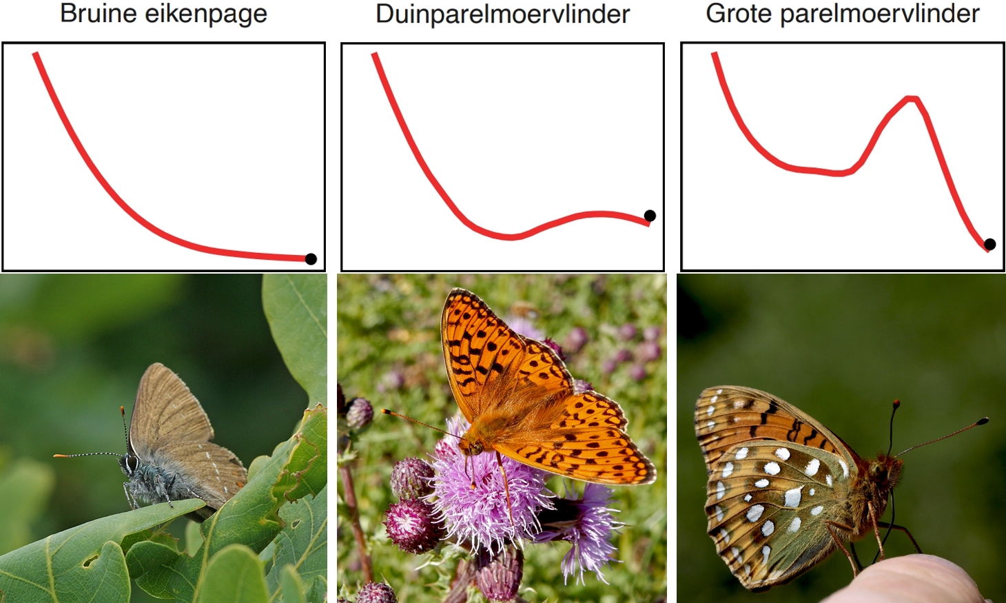 Kars Veling, grafieken: NEM